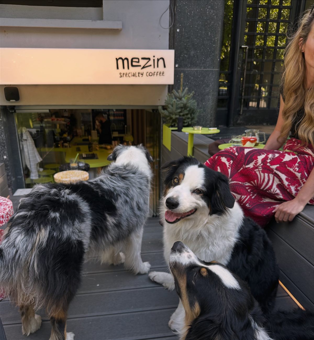 Vitrina Mezin pe Aviatorilor, cu terasa și câțiva căței / The Mezin storefront on Aviatorilor, with its terrace and a few dogs